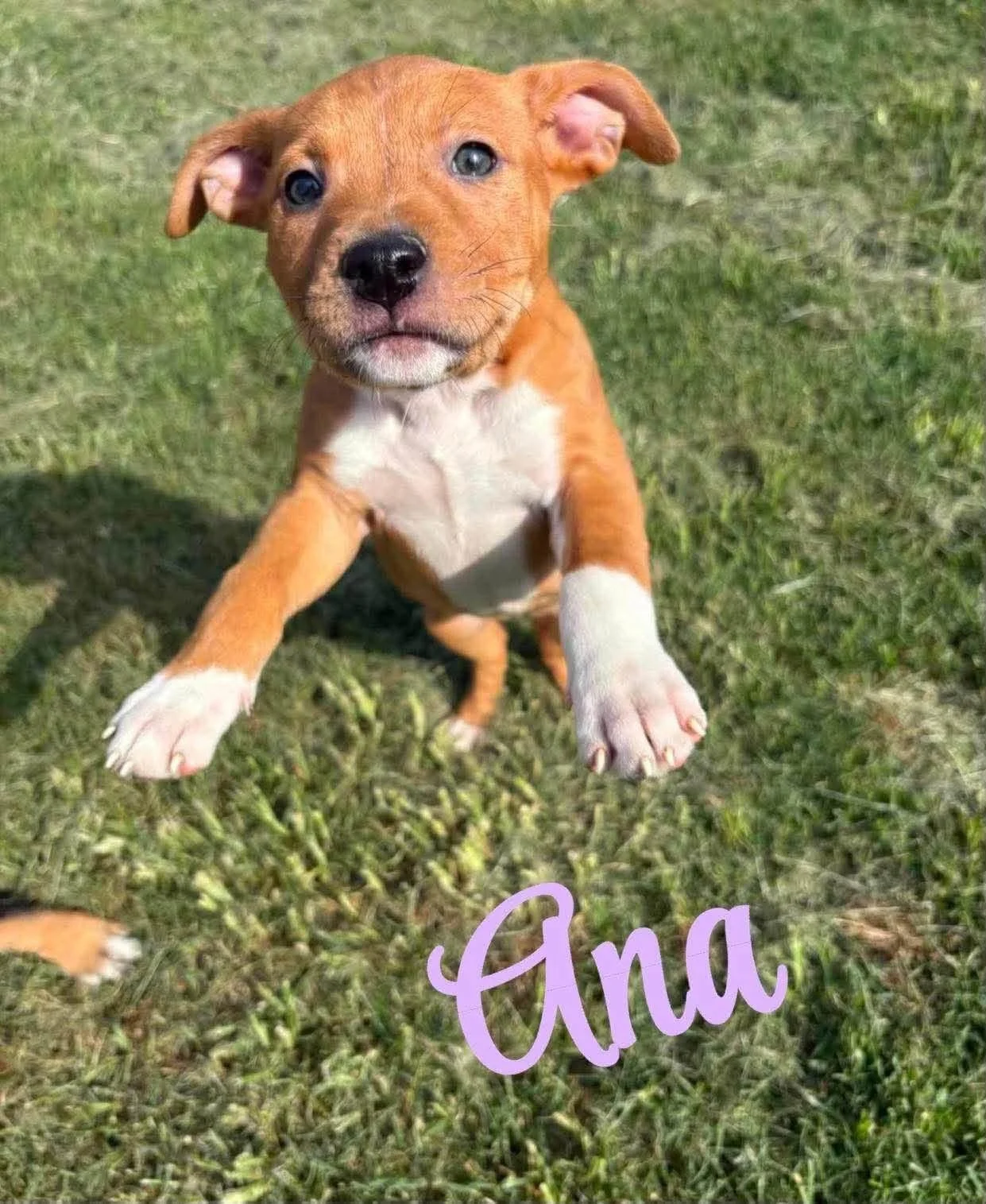 Ana