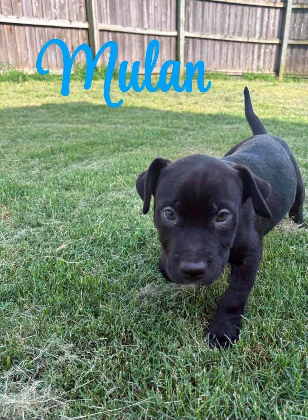 Mulan