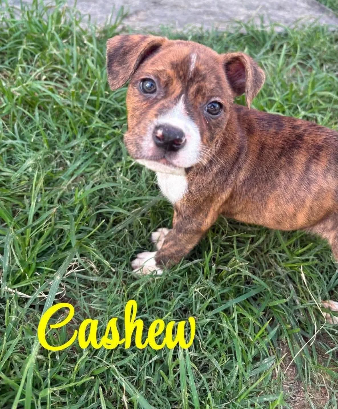 Cashew 