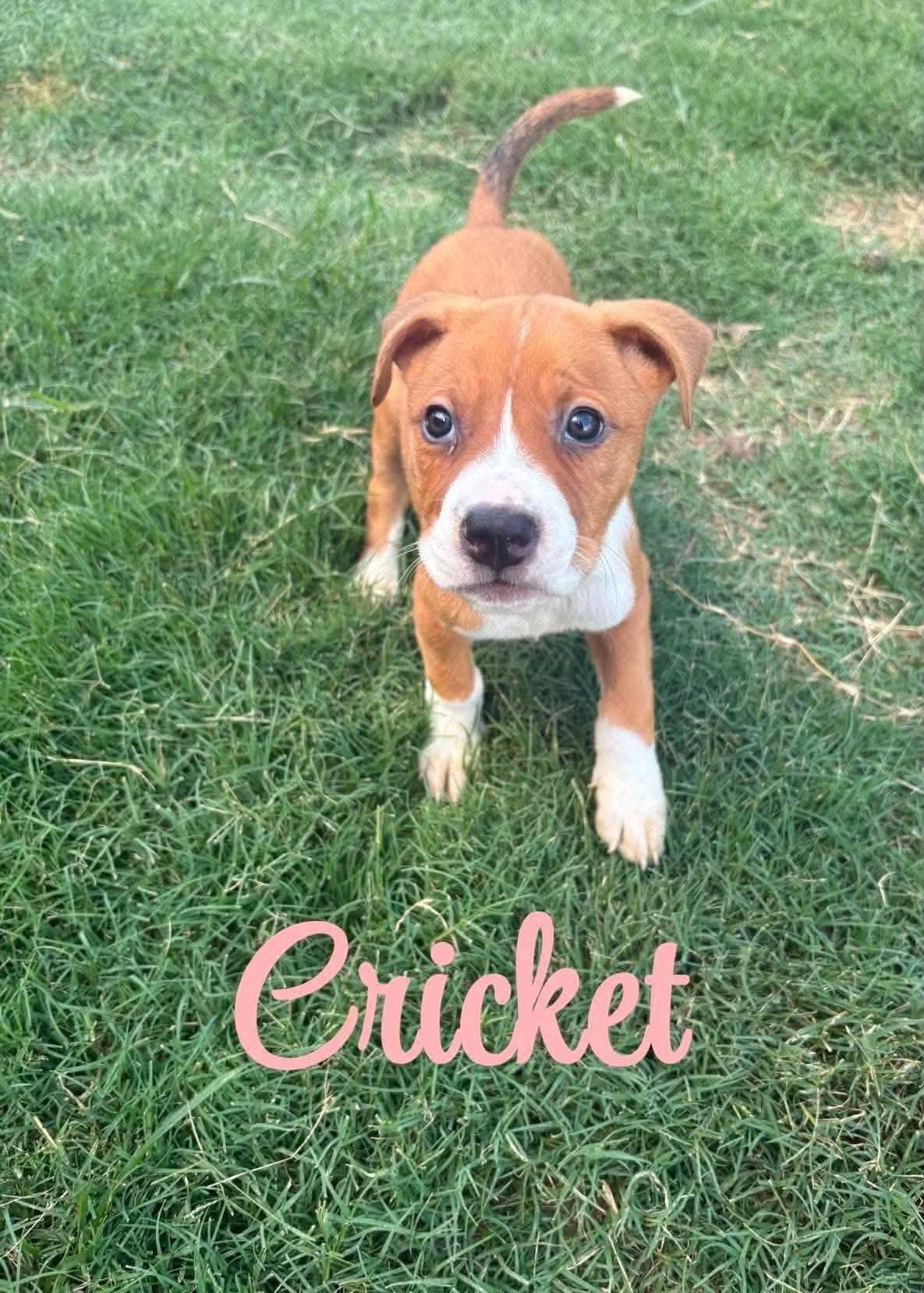 Cricket