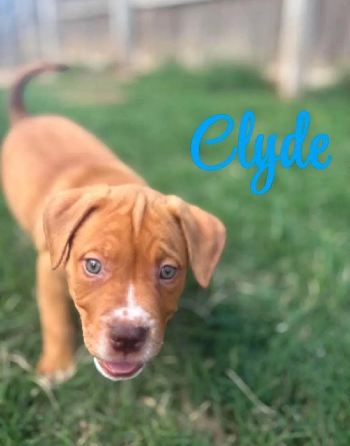 Clyde 