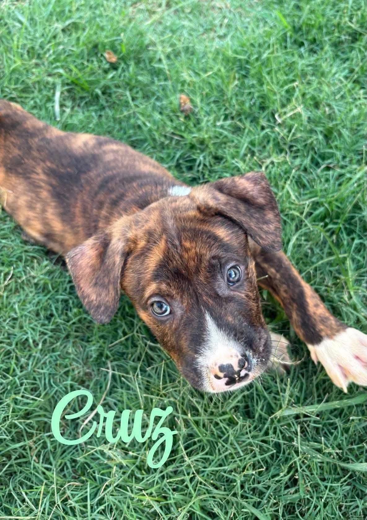 Cruz 