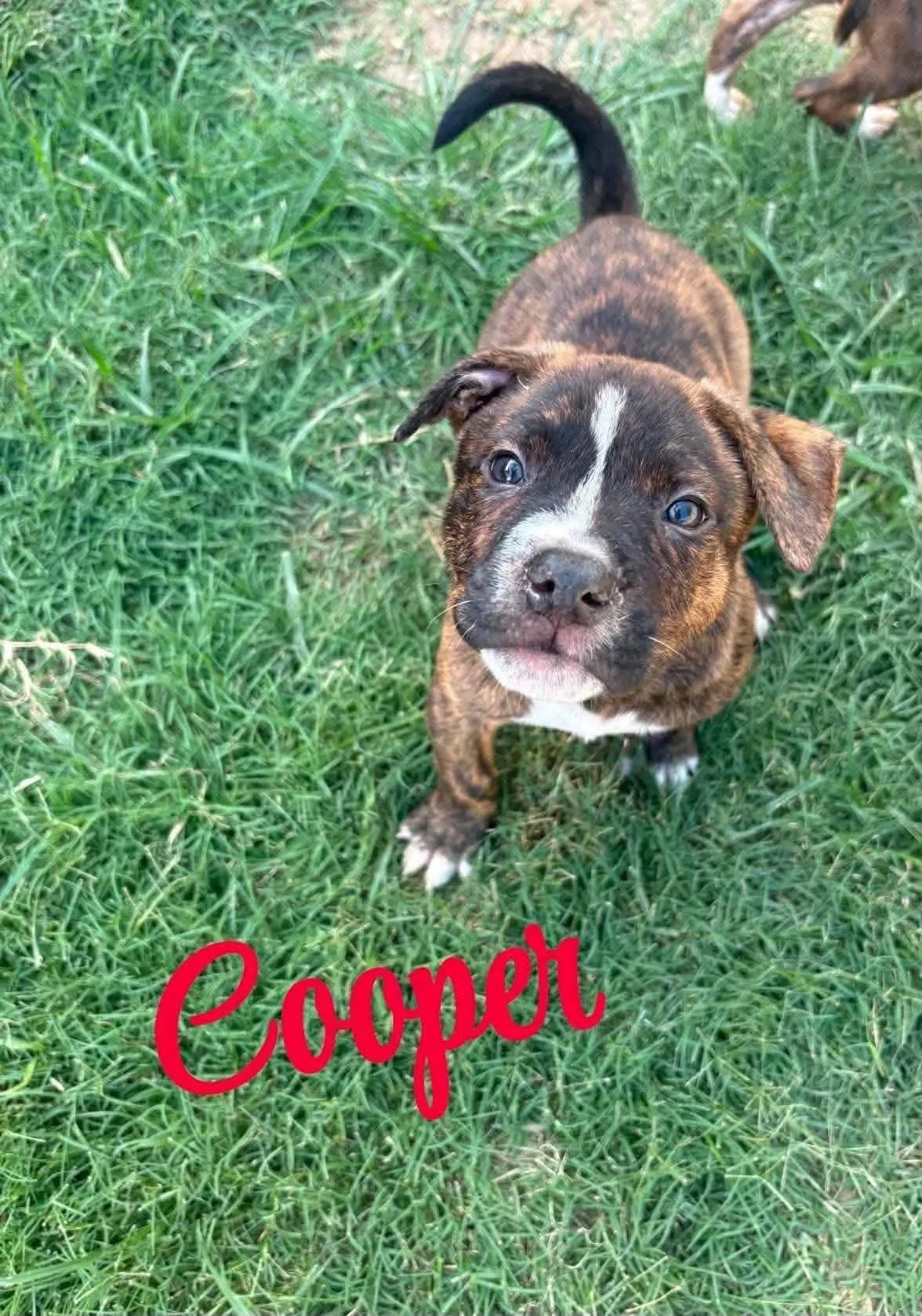 Cooper