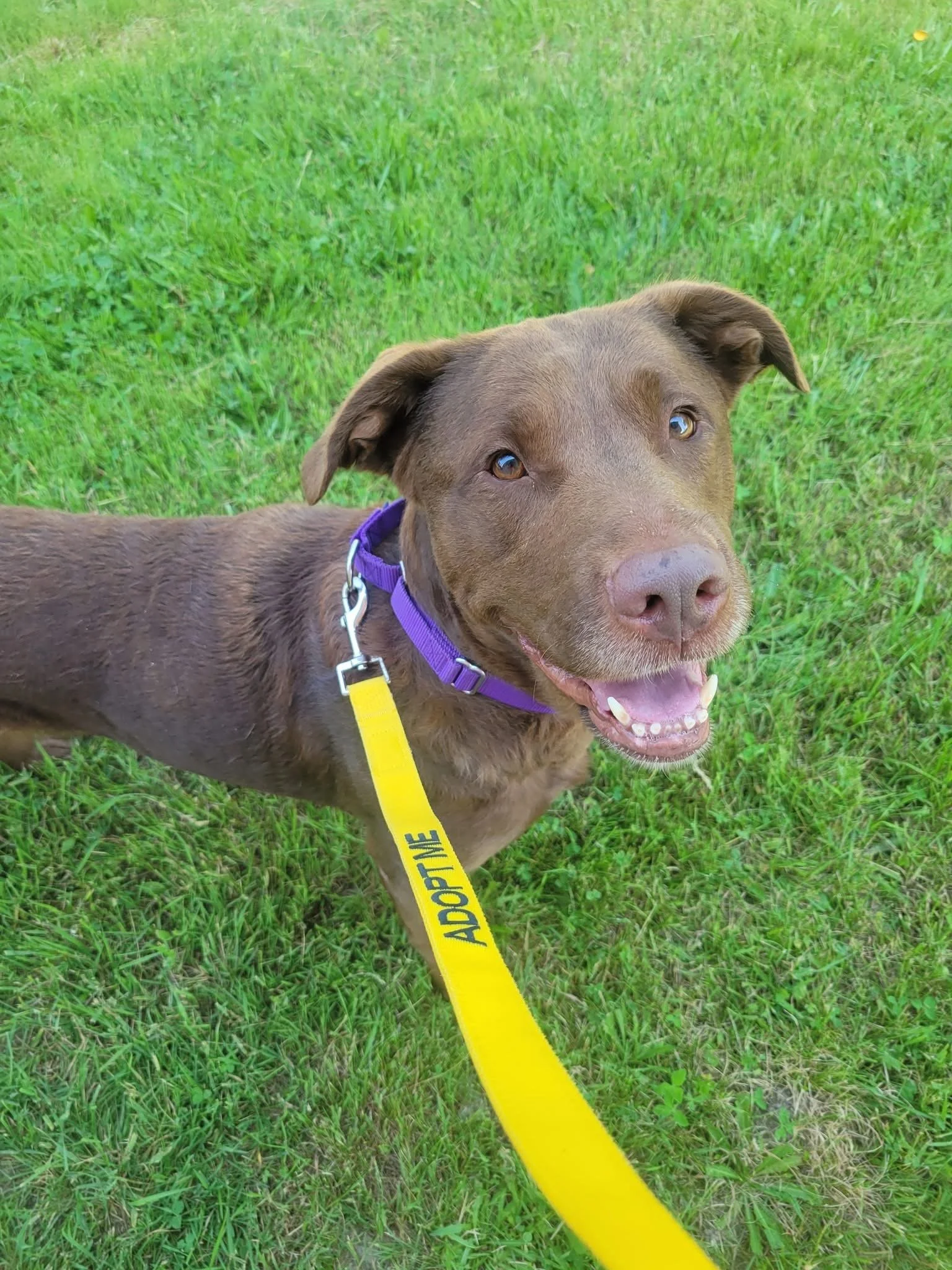 Nova