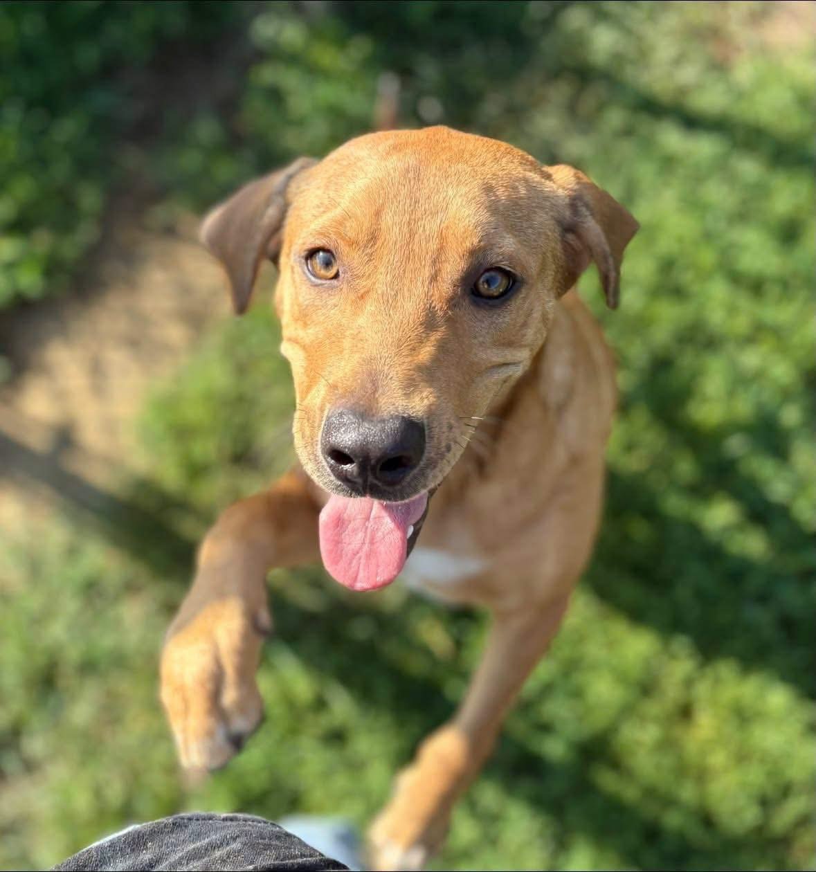 Stella 