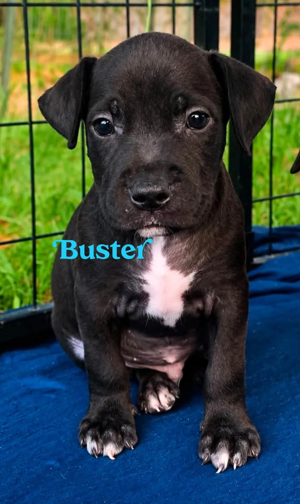 Buster