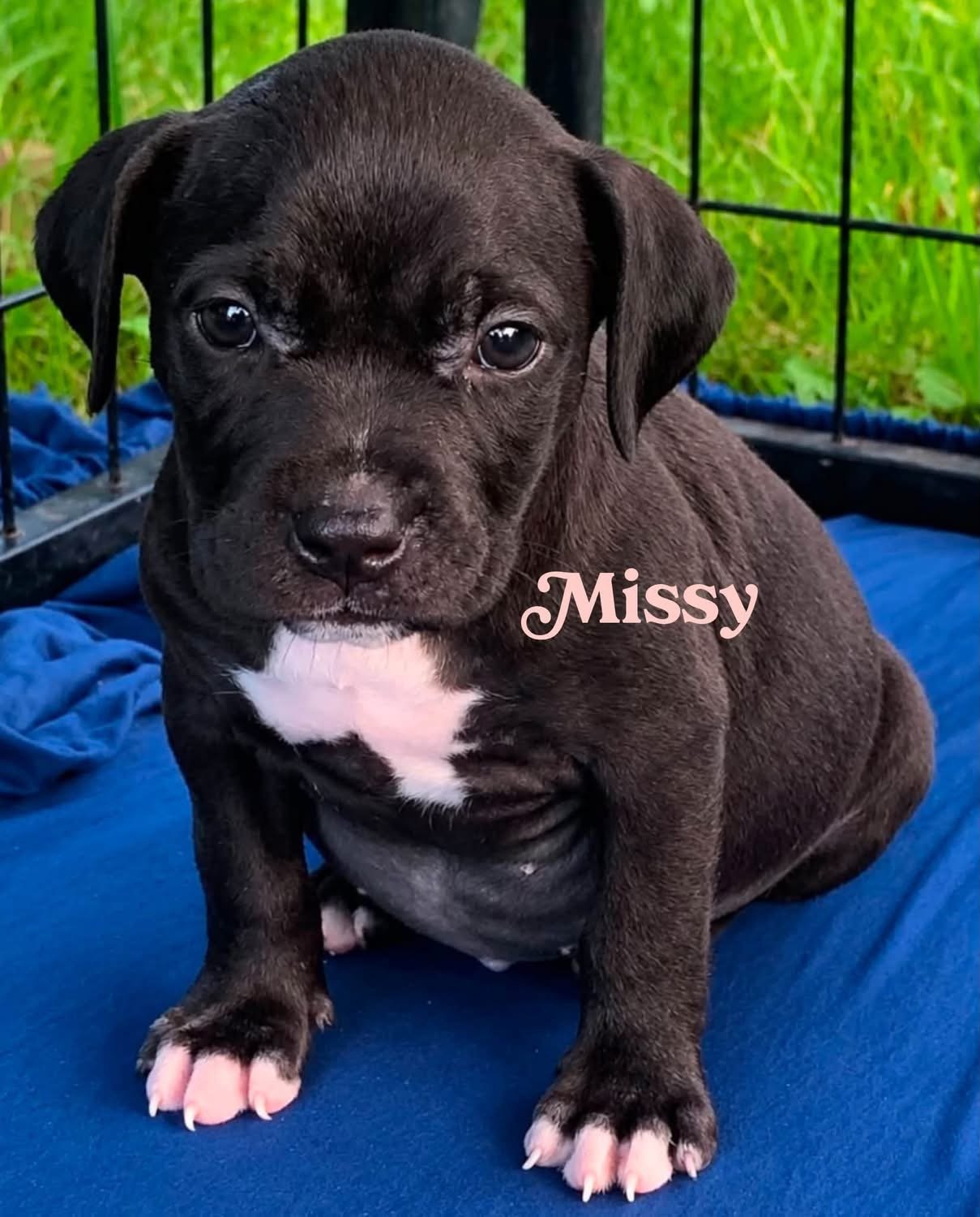 Missy