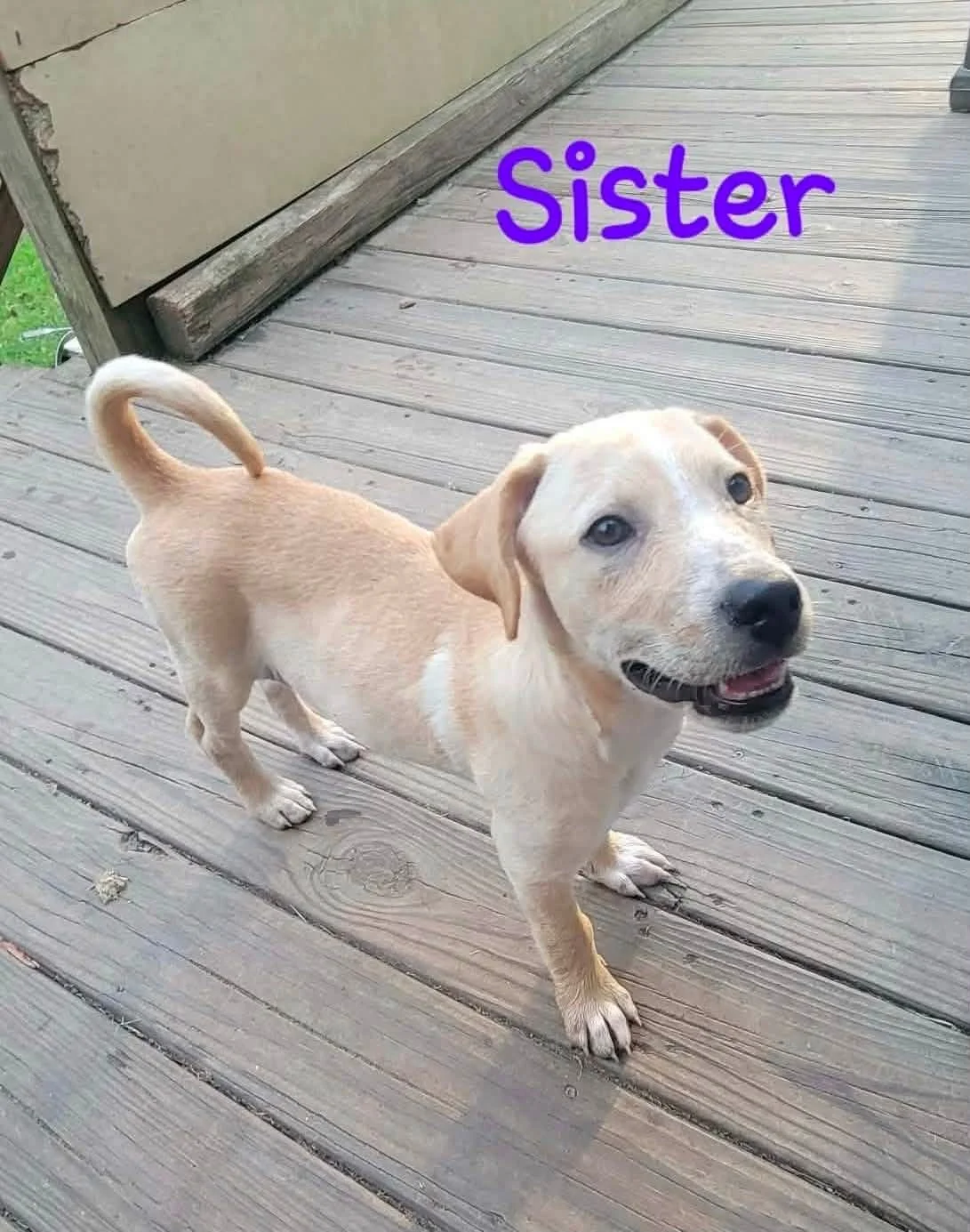 Sister