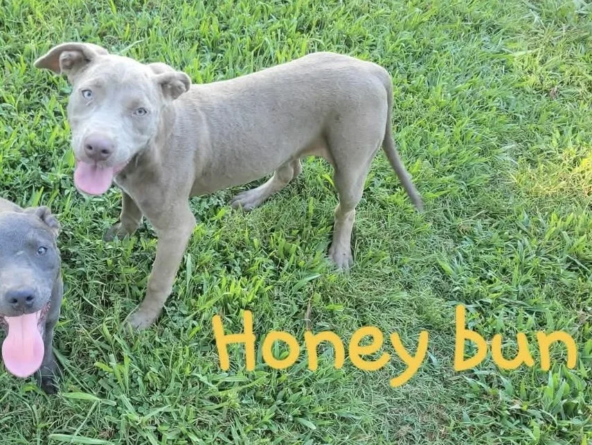 Honey Bun 