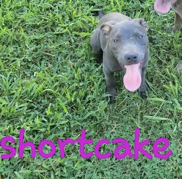 Shortcake 