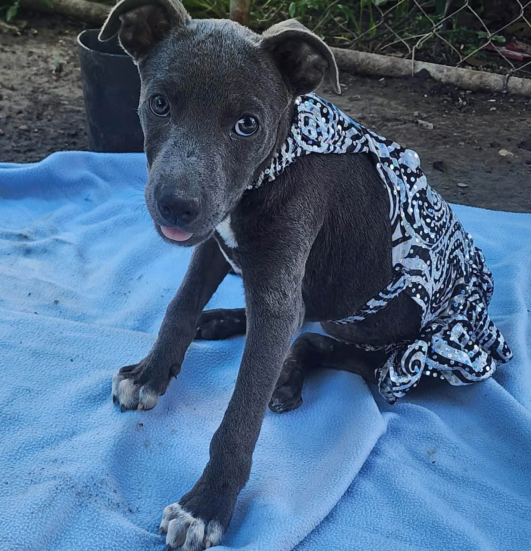Trixie 