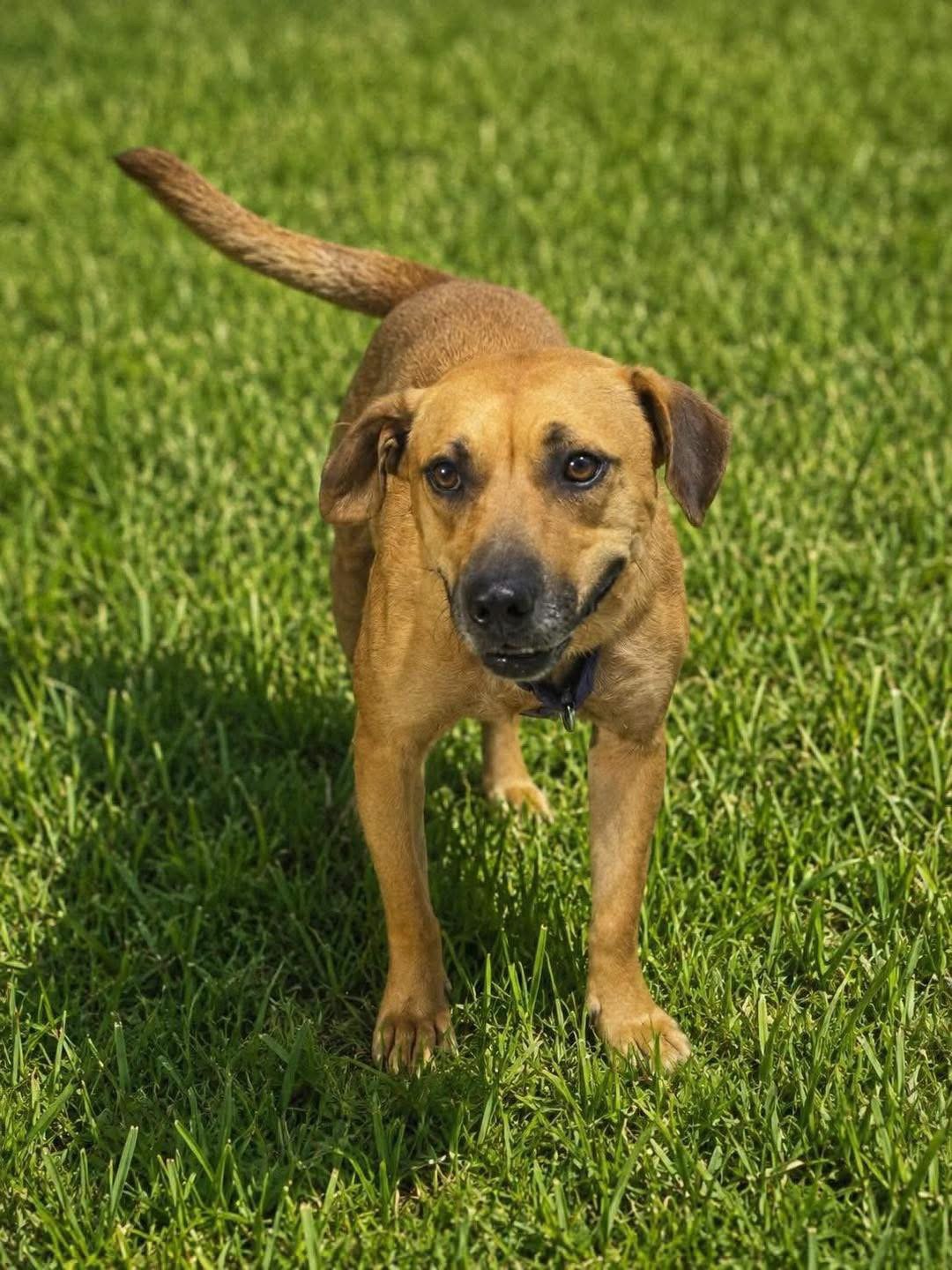 Gidget