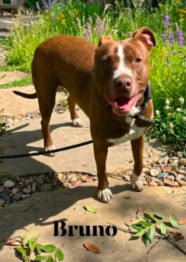Bruno