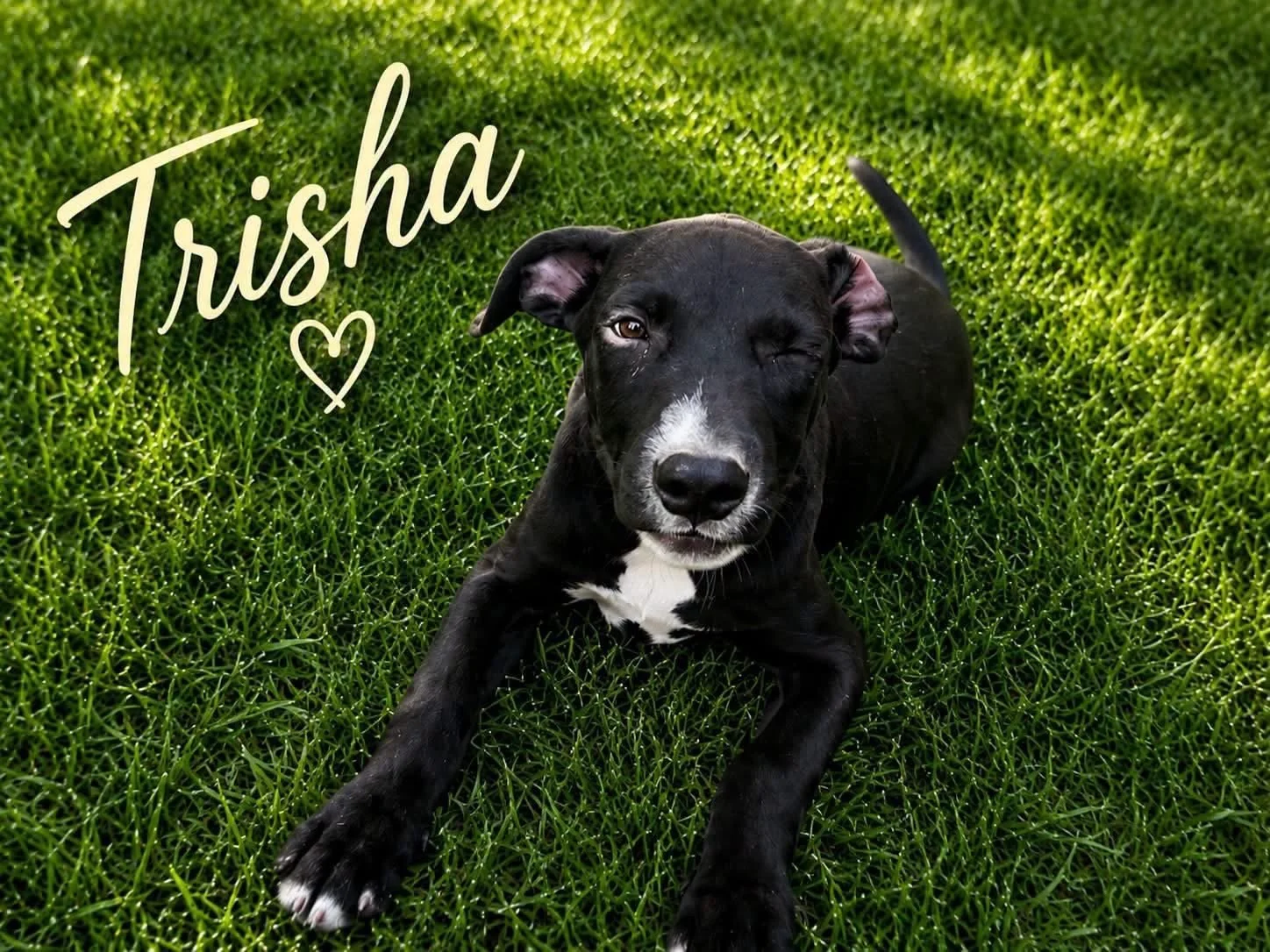 Trisha