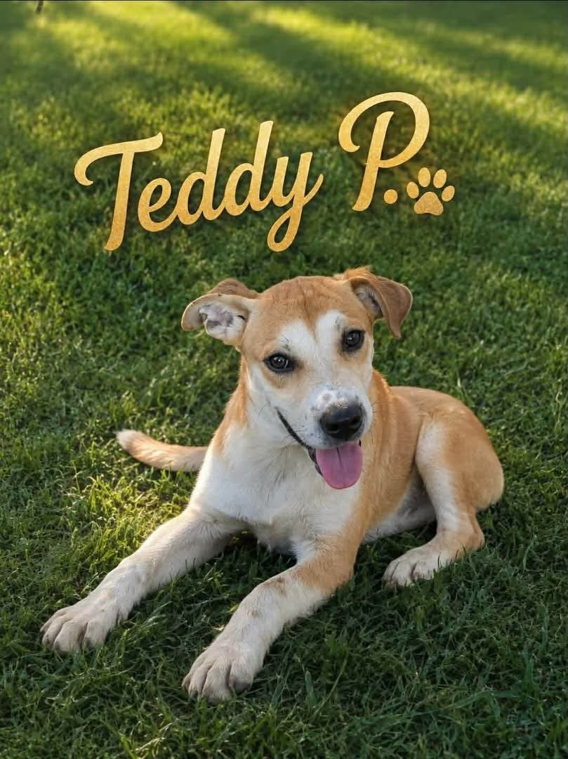 Teddy P