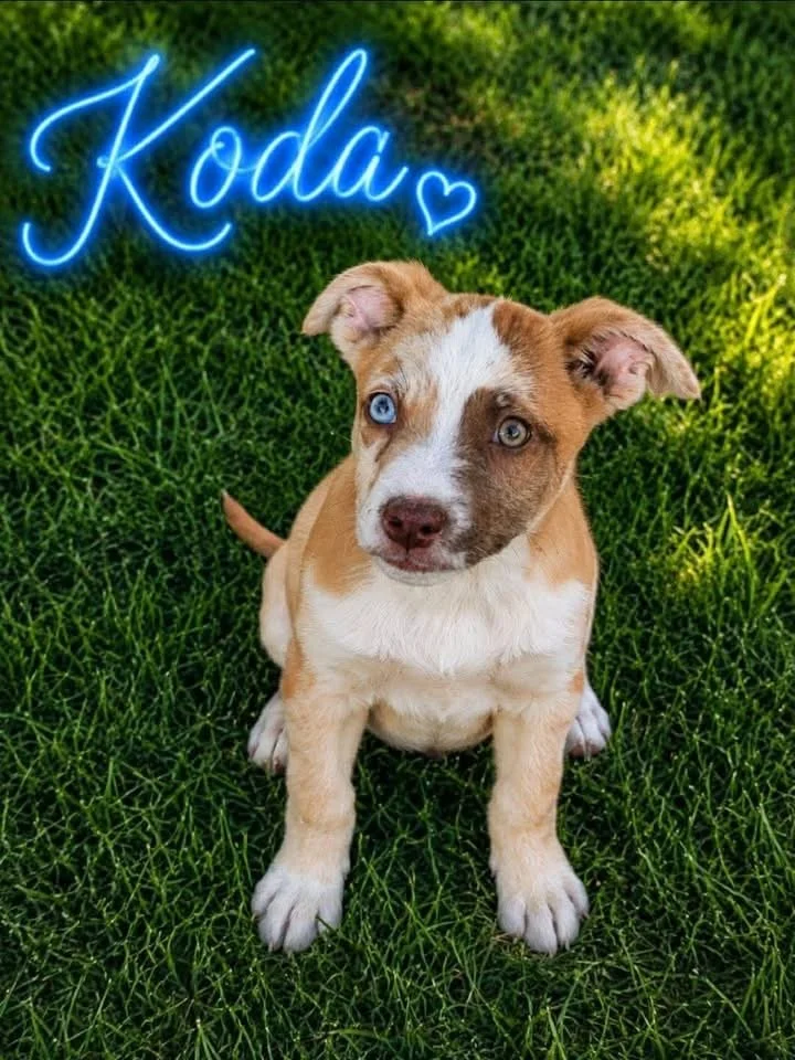 Koda