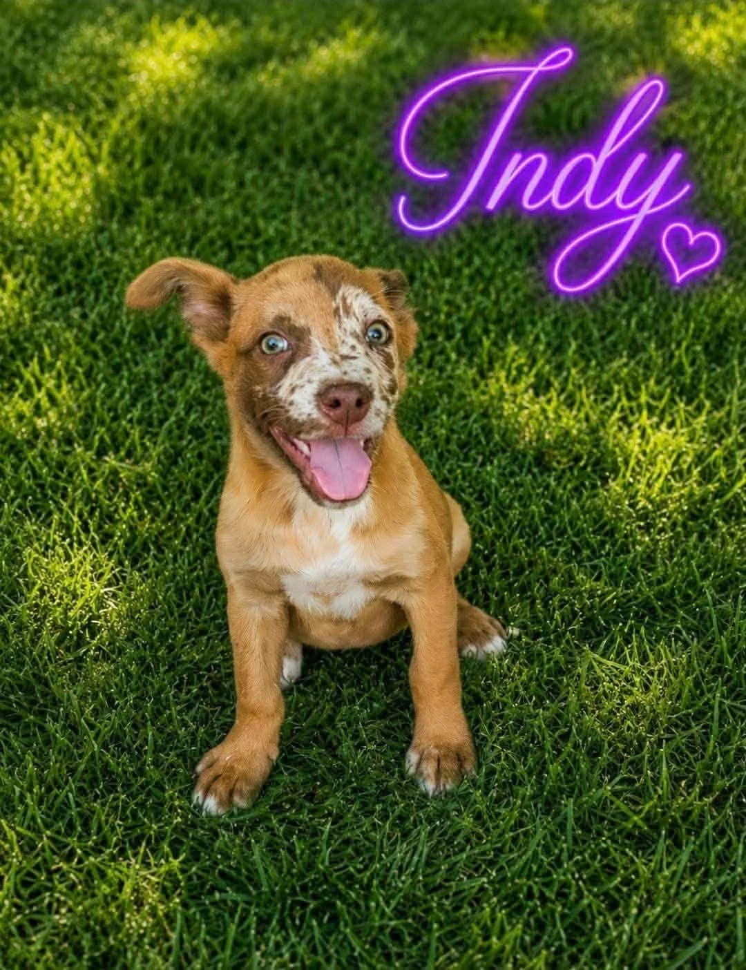Indy