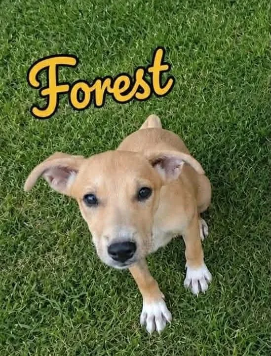 Forest