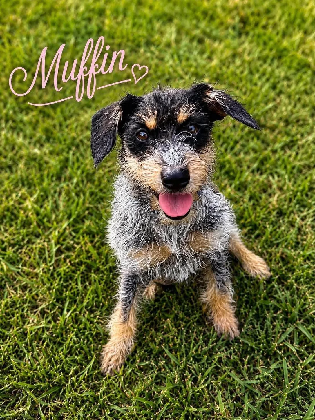 Muffin