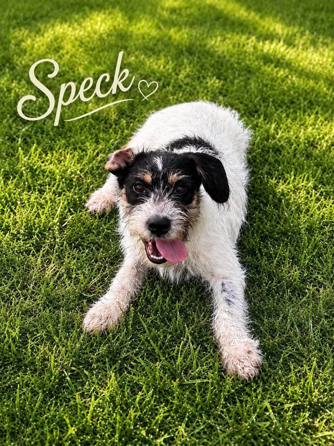 Speck