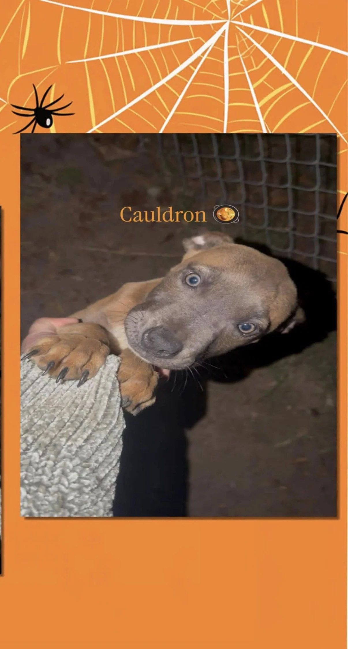 Cauldron