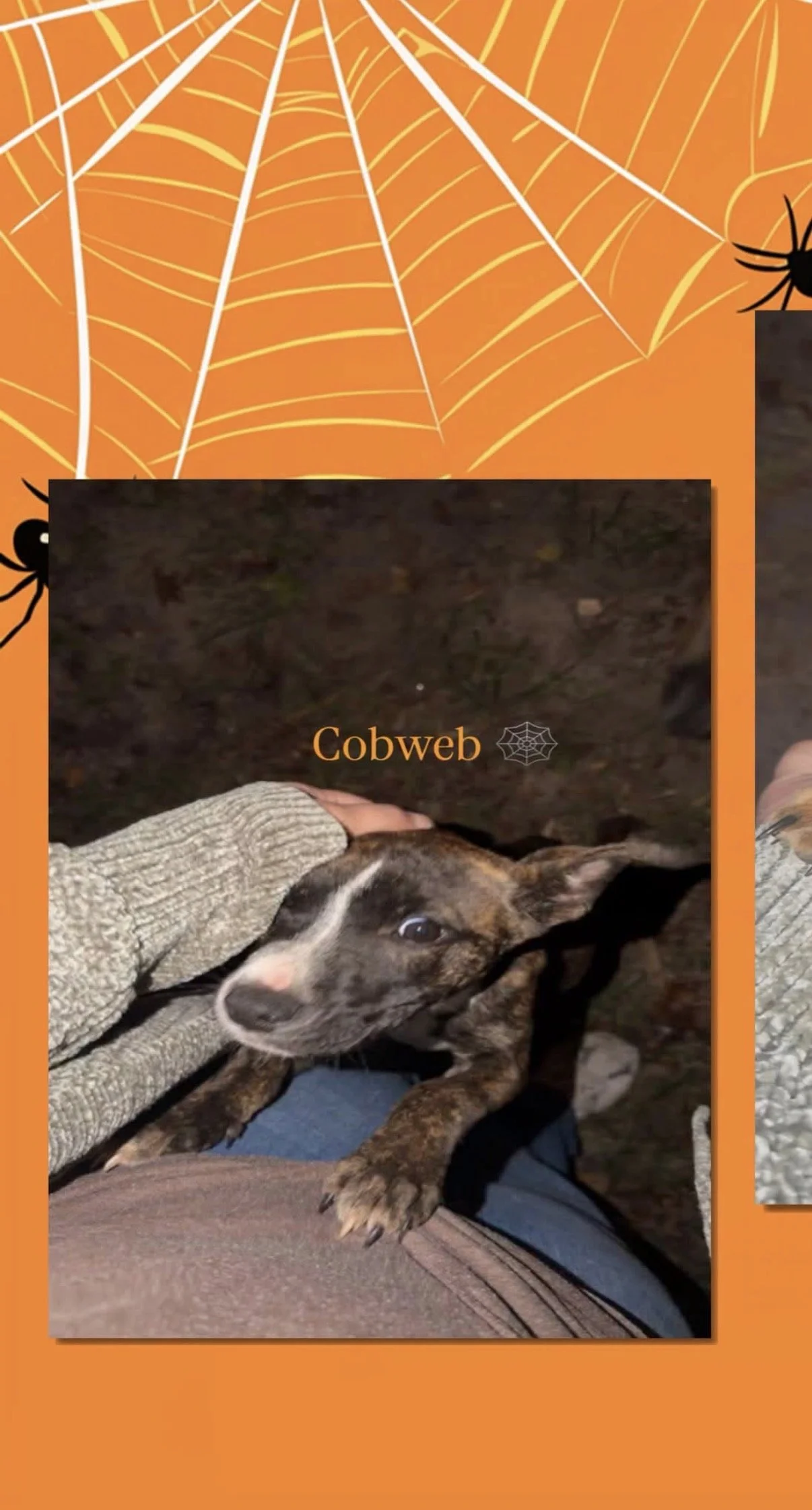 Cobweb