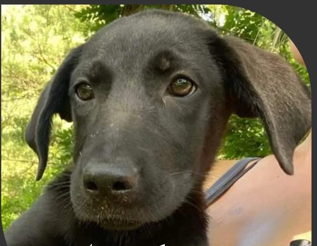 Happy Tails Blessed Be The Bullies A Dog Rescue