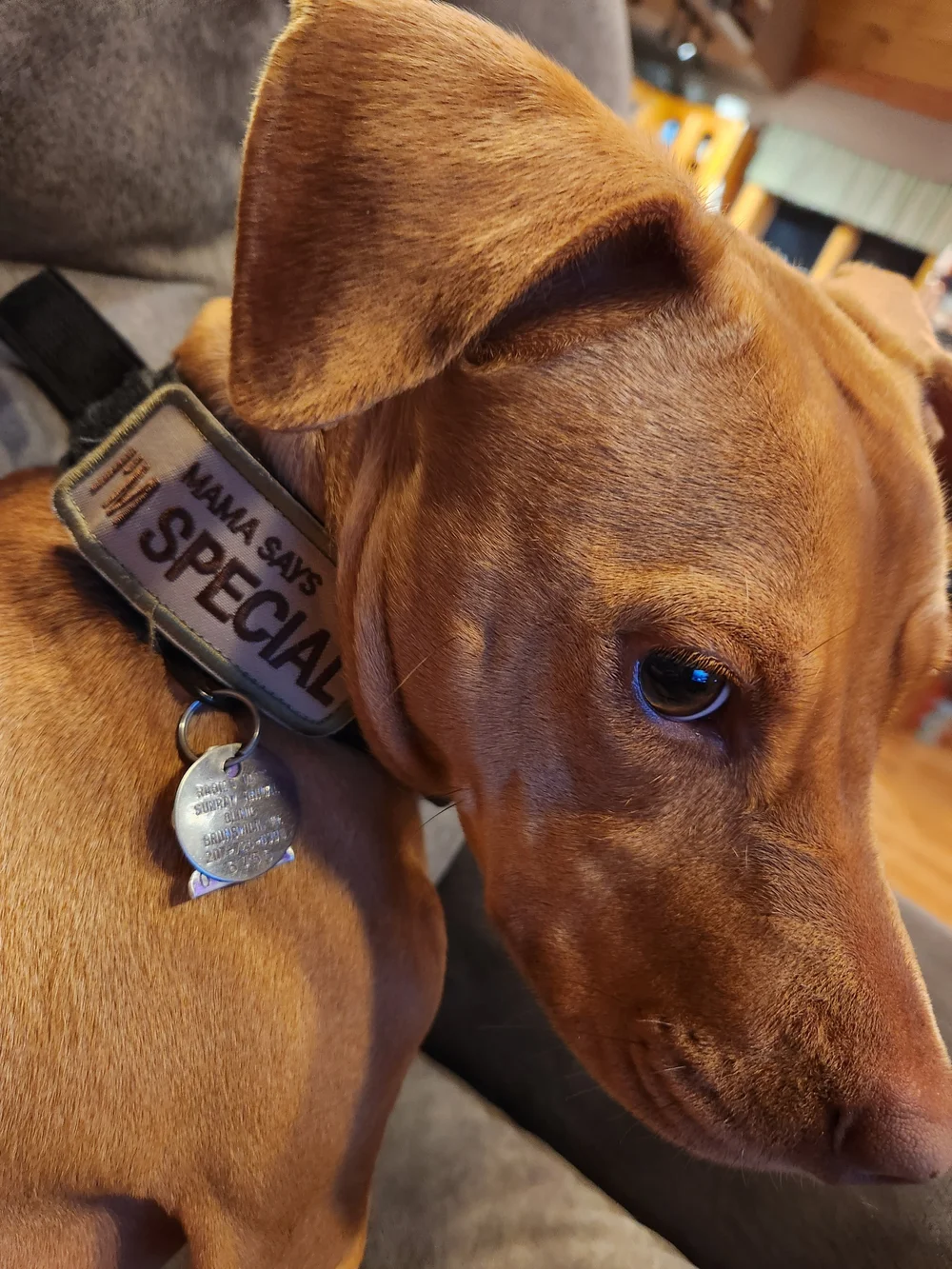 Happy Tails Blessed Be The Bullies A Dog Rescue