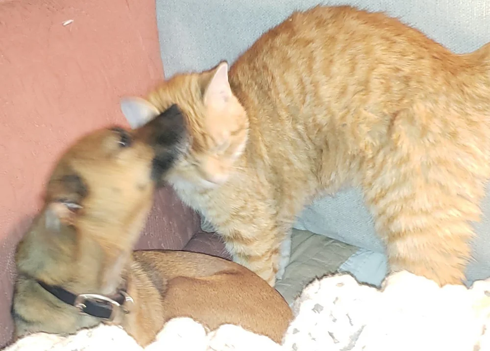 Happy Tails Blessed Be The Bullies A Dog Rescue