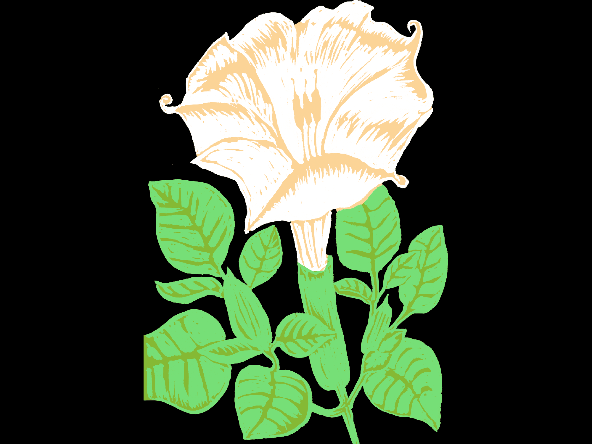 bnw-bandaflower4.png