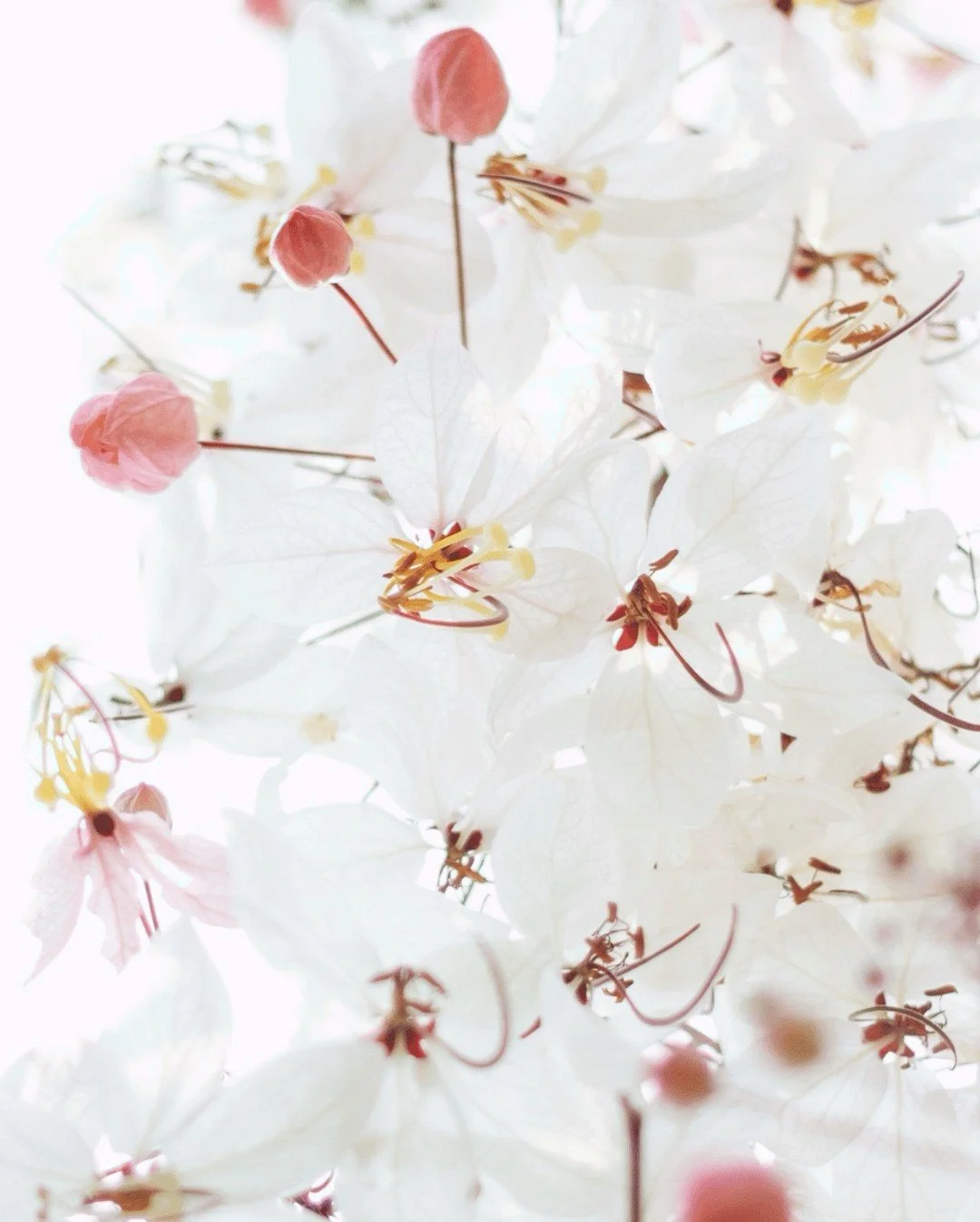 The official blissbloomstudio.ch is opening soon 🌸 Watch happiness bloom in real time ✨Until then, feel free to explore our floral world on Spoonflower here: https://www.spoonflower.com/profiles/blissbloomstudio

#blissbloomstudio.ch #digitalflowera