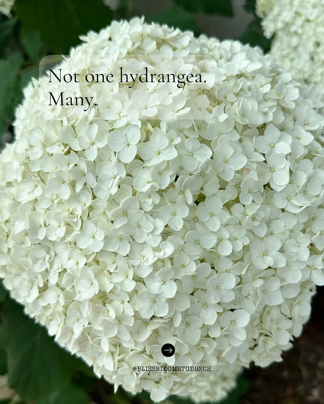 I keep coming back to hydrangeas.
The range feels endless.

Some I kept.

Tattoo by @marie.minutiae