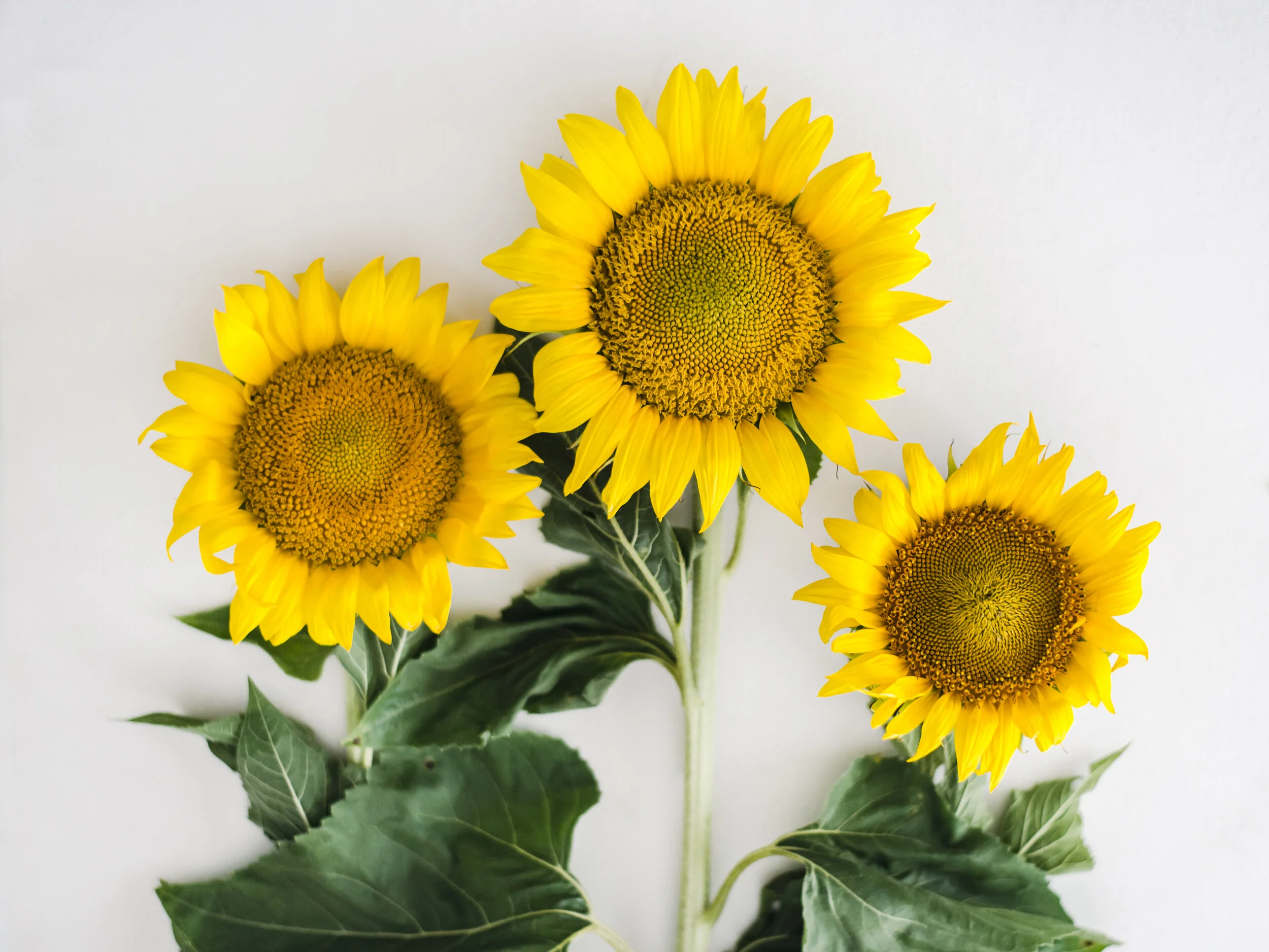 Sunflower Flay Lay 1.jpg