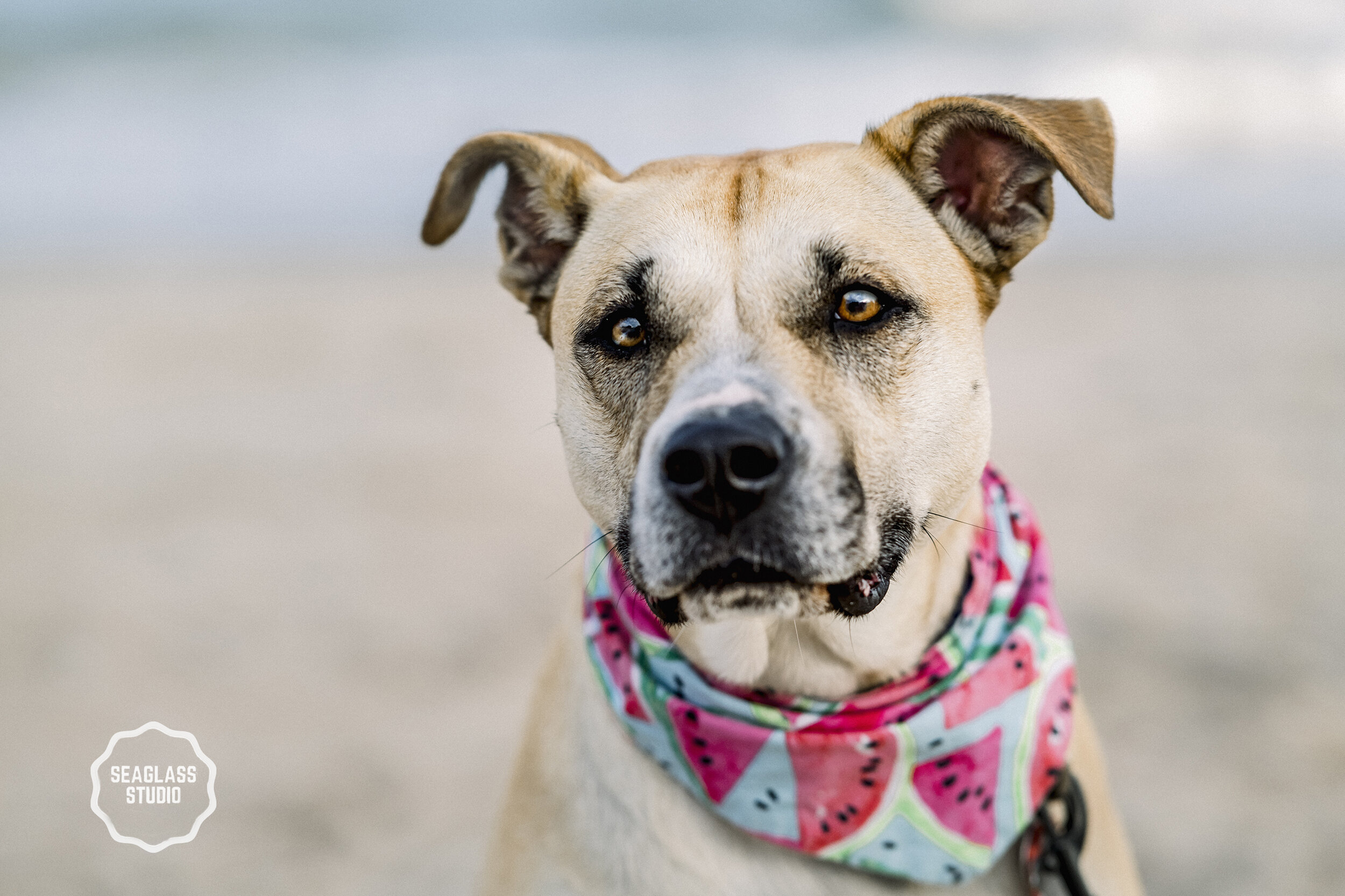 Dog Portrait on Topsail Beach WM WEB.jpg