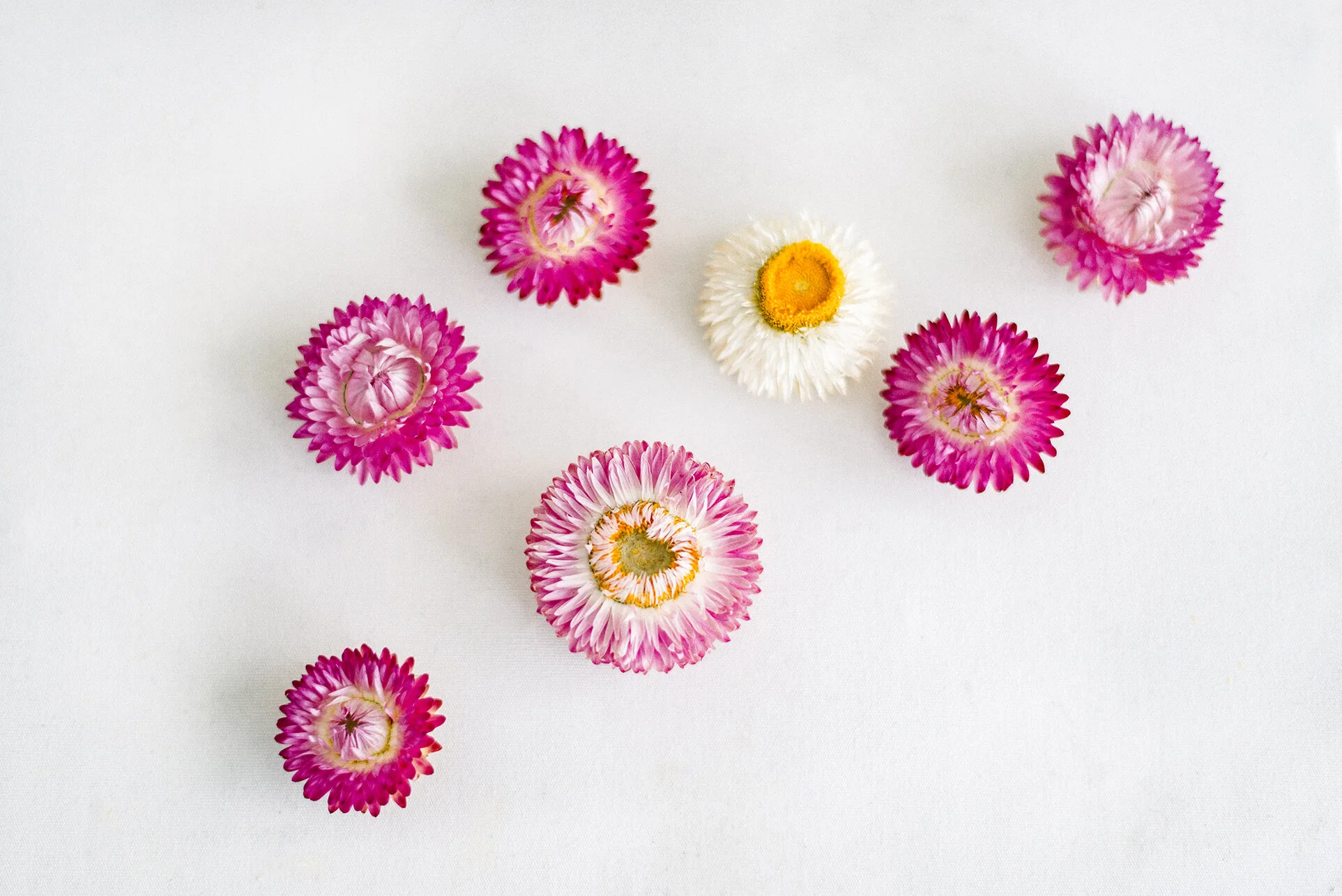 Strawflowers 1 WEB.jpg