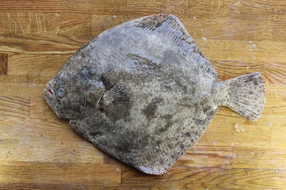 turbot.jpg