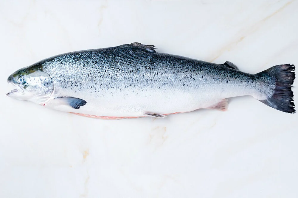 Salmon — Trident Buy Fresh Fish Online