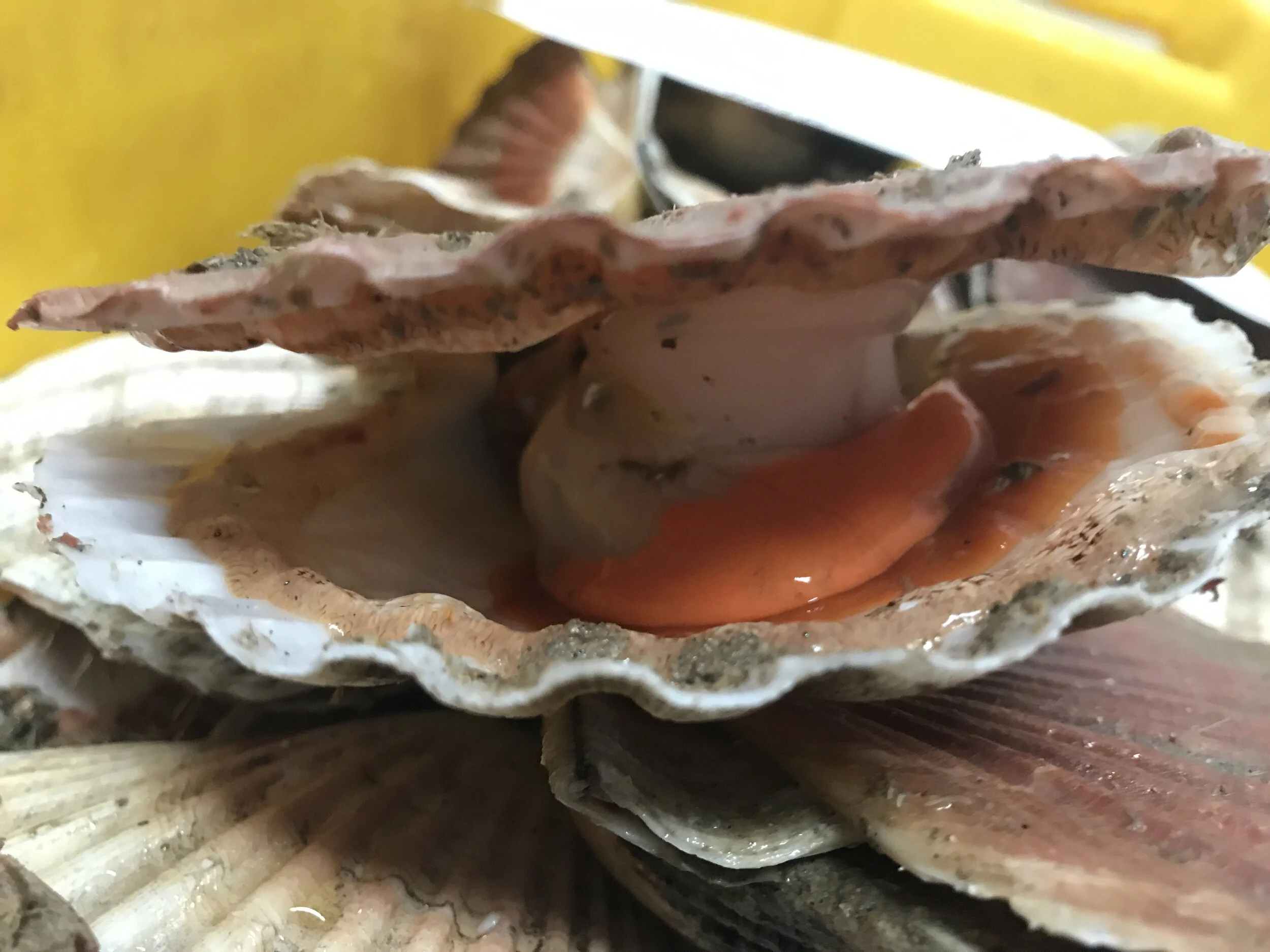 scallop in shell.JPG