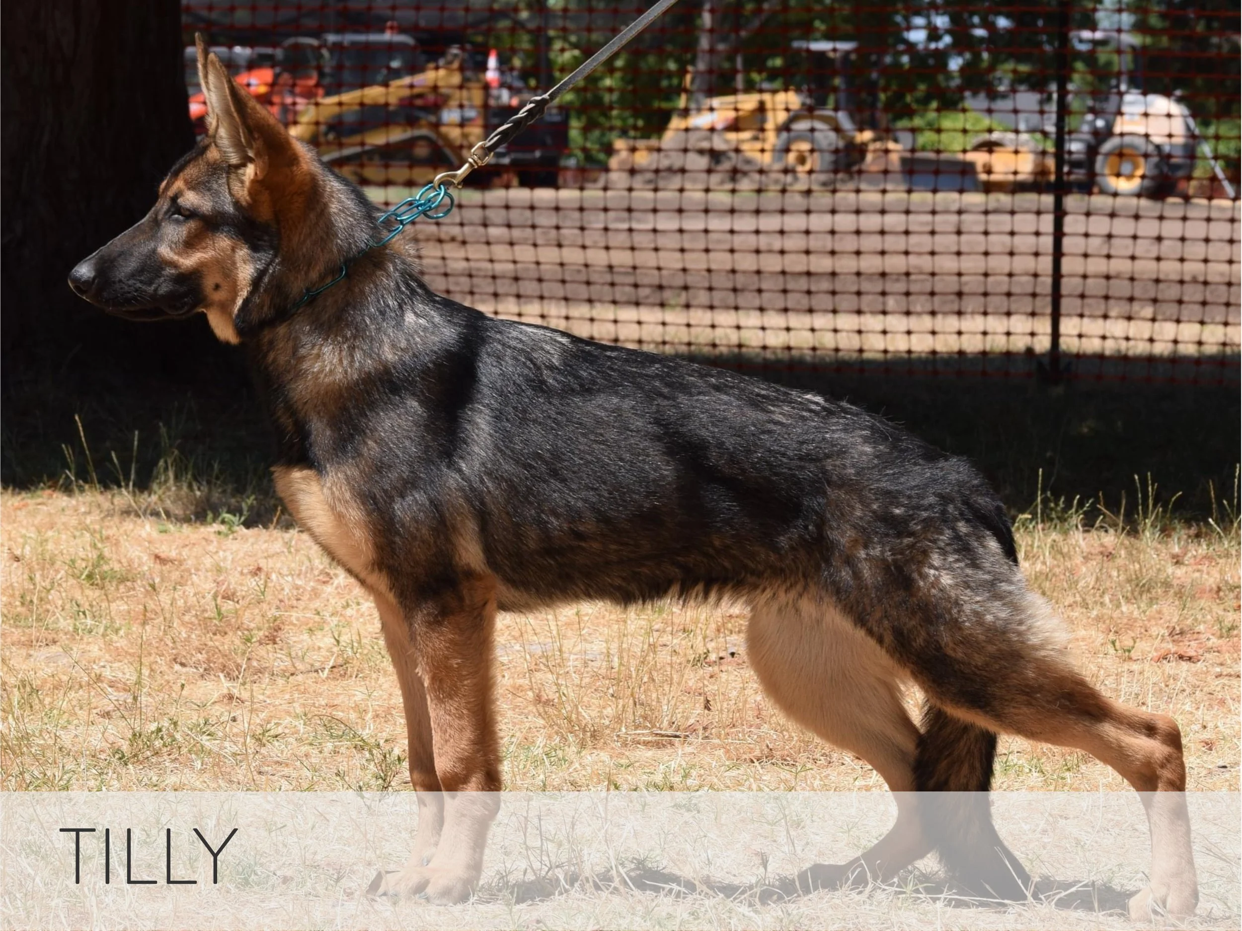 Tilly | ID #STL.001
