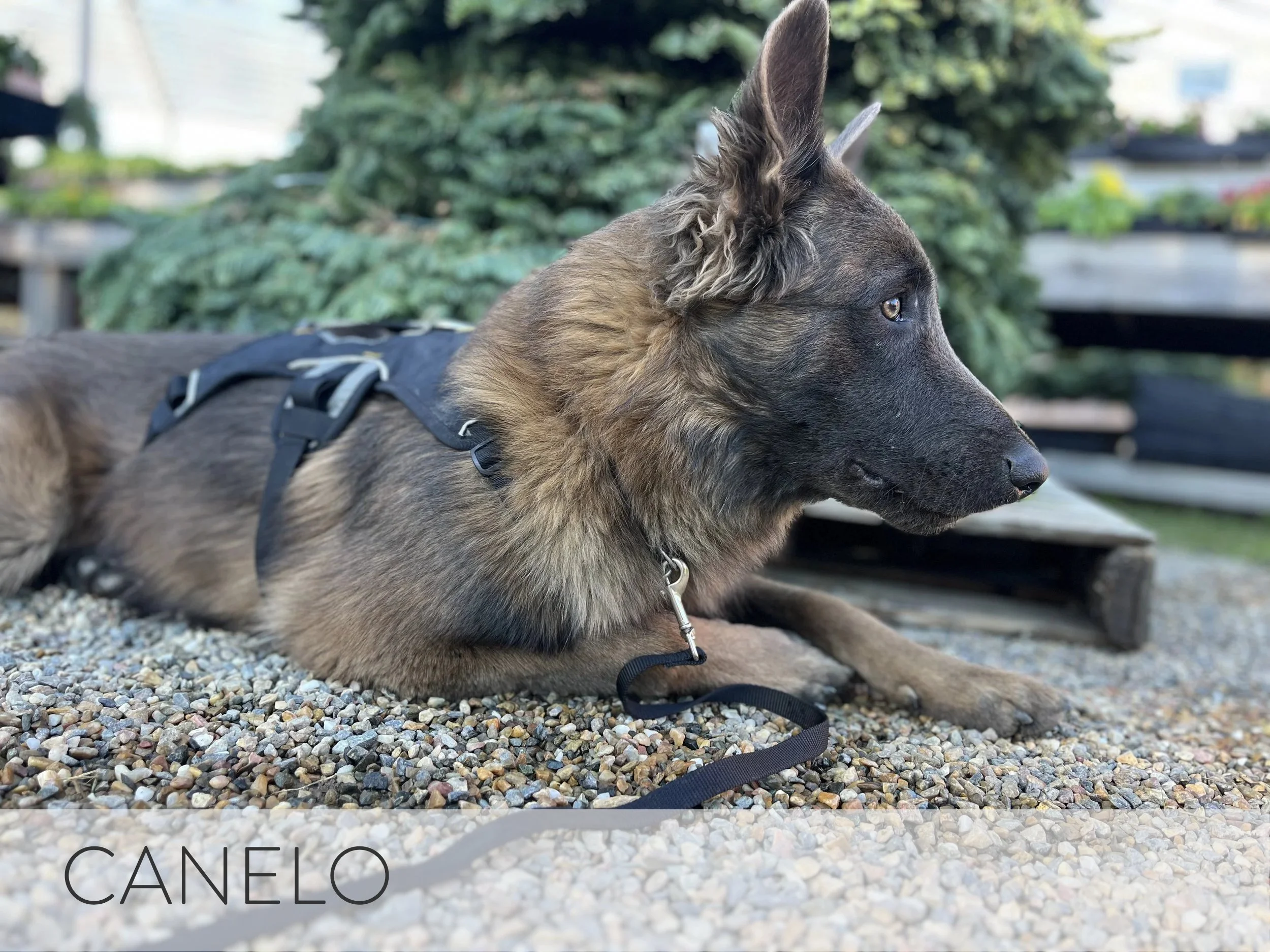 Canelo | ID #STL.002