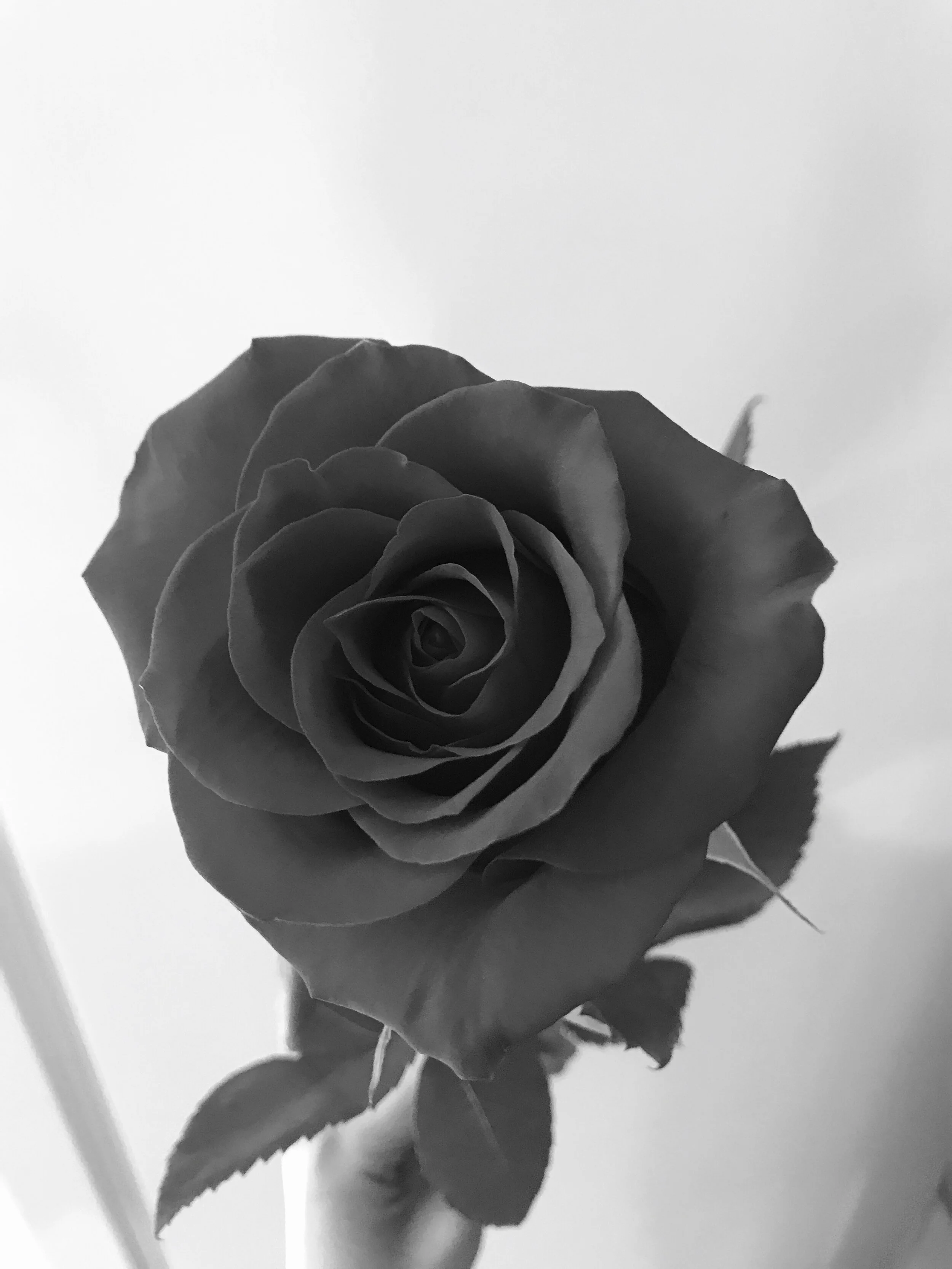 IMG_0188.jpeg