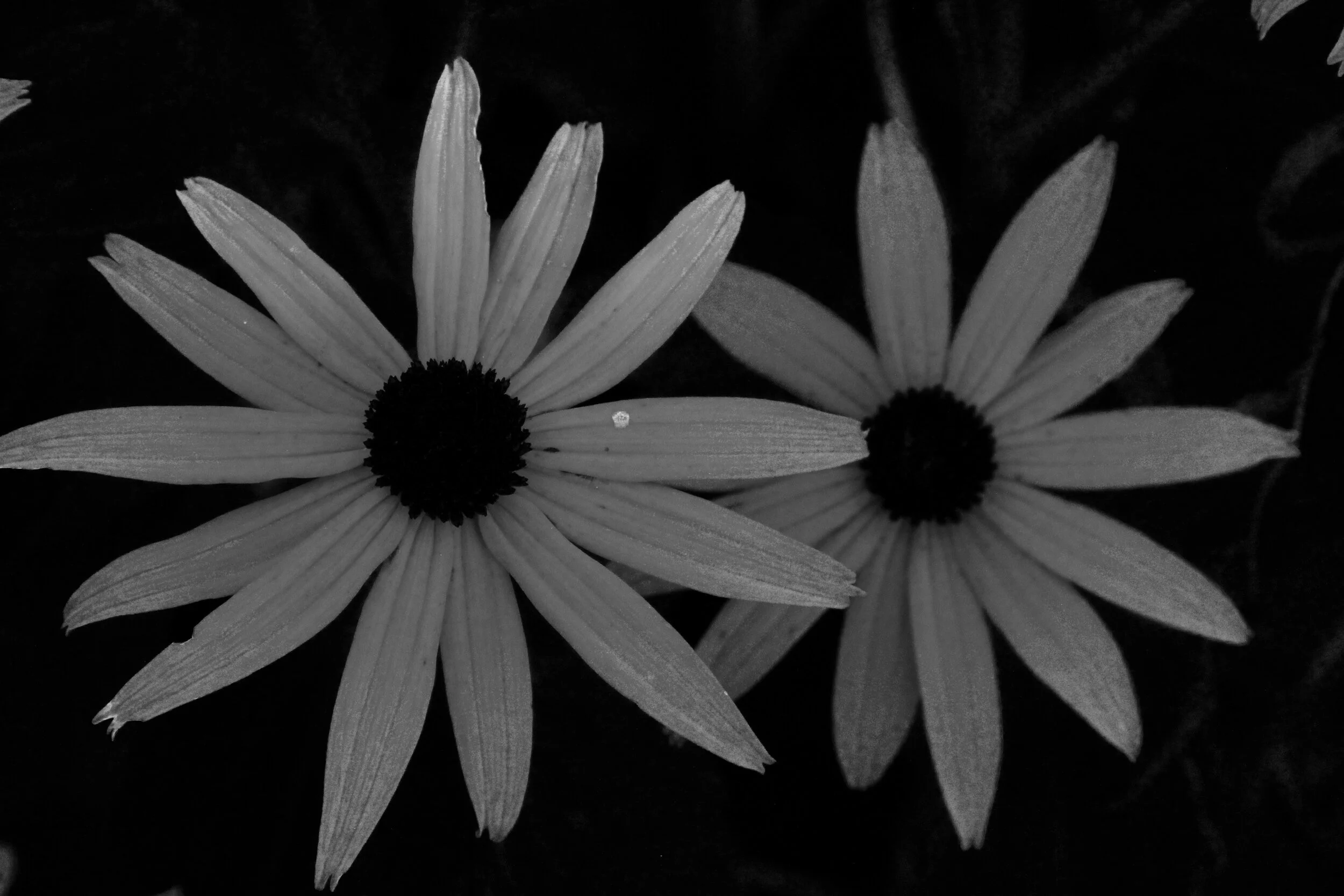 IMG_7520.jpeg