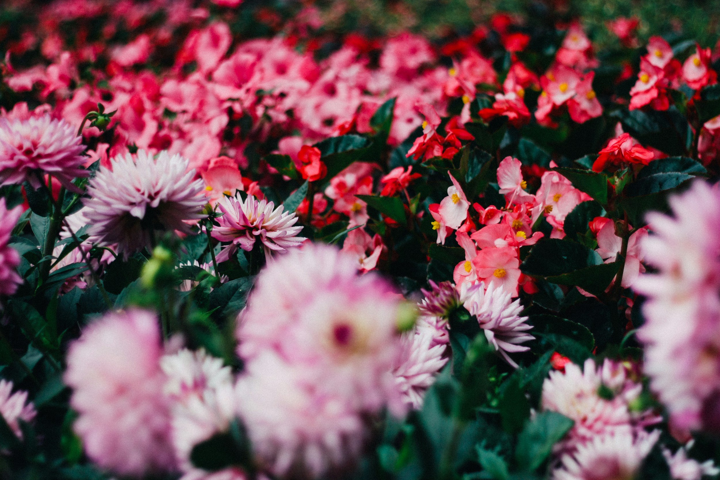Volunteer at Home Beneath Our Feet’s All-Inclusive Sensory Garden