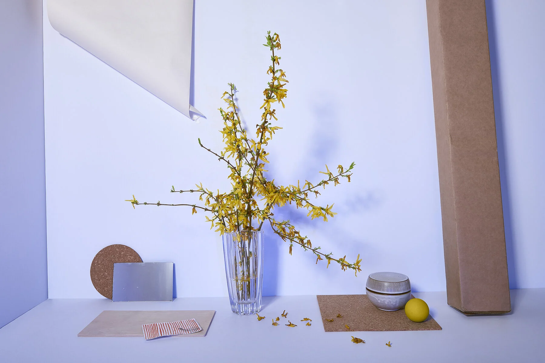 yellow Forsythia flowers blue shadows still life abstract photography Amy Glass