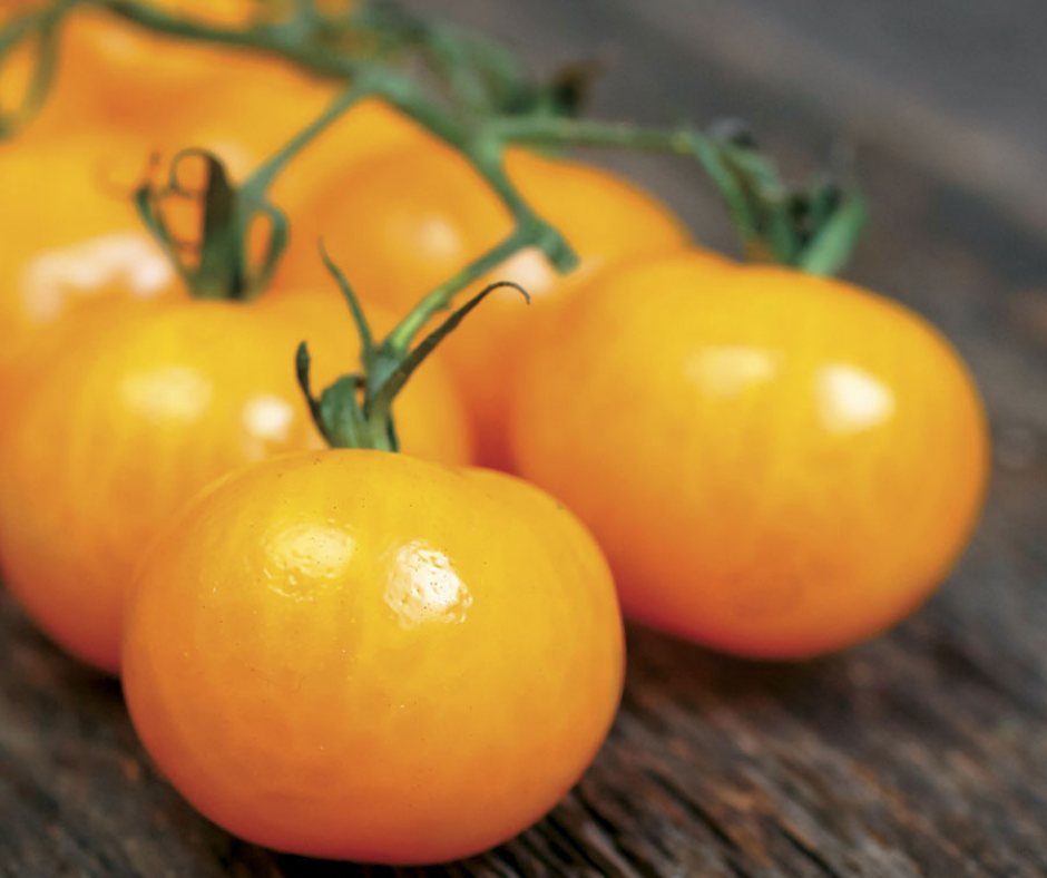 Sungold Cherry Tomatoes