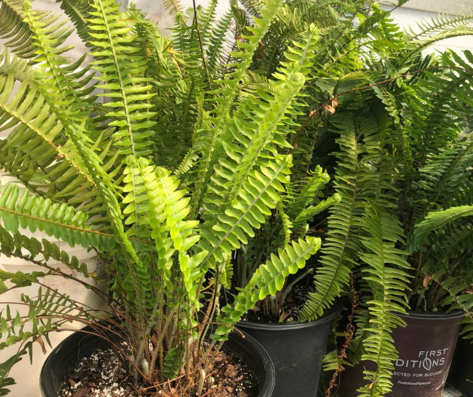 Kimberly Queen Fern