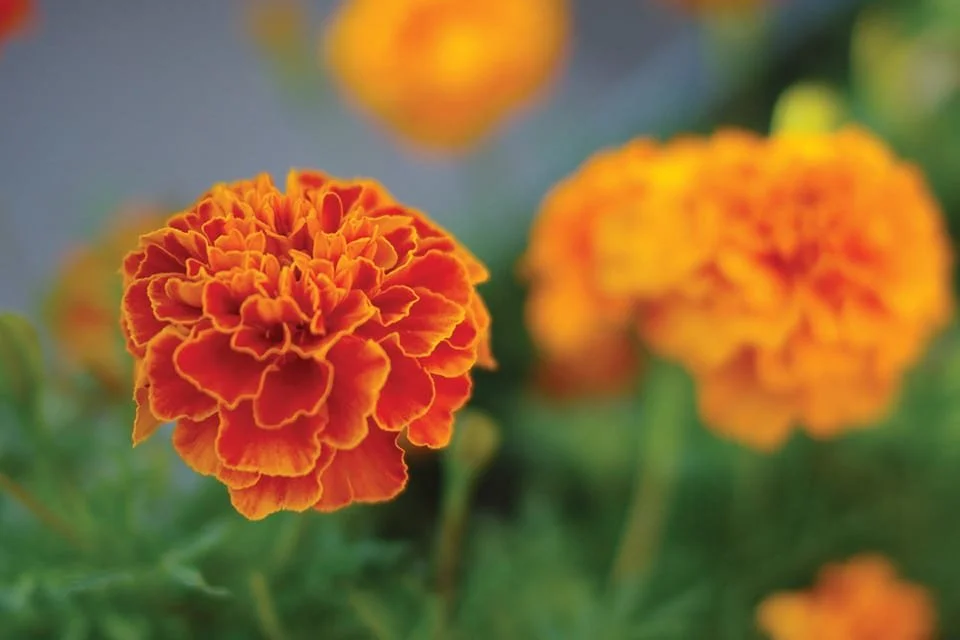 Queen Sofia Marigold