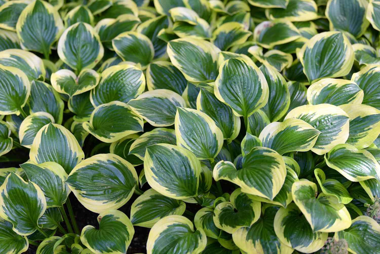 hosta.jpg