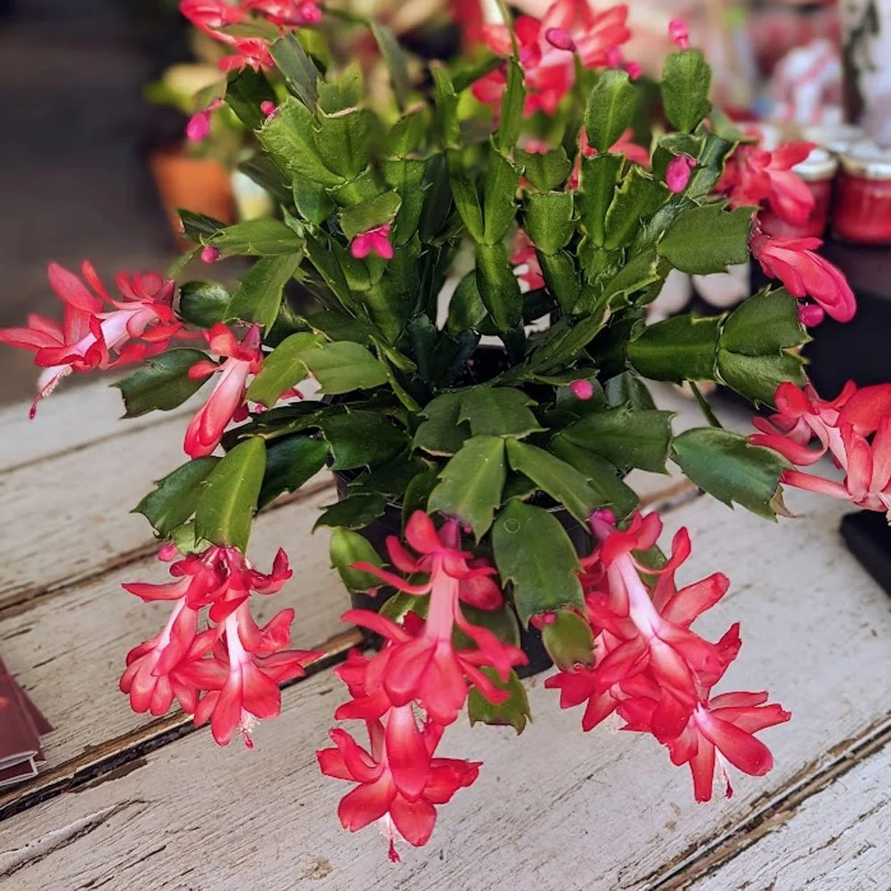 Christmas-Cactus-Coral-Red.jpg