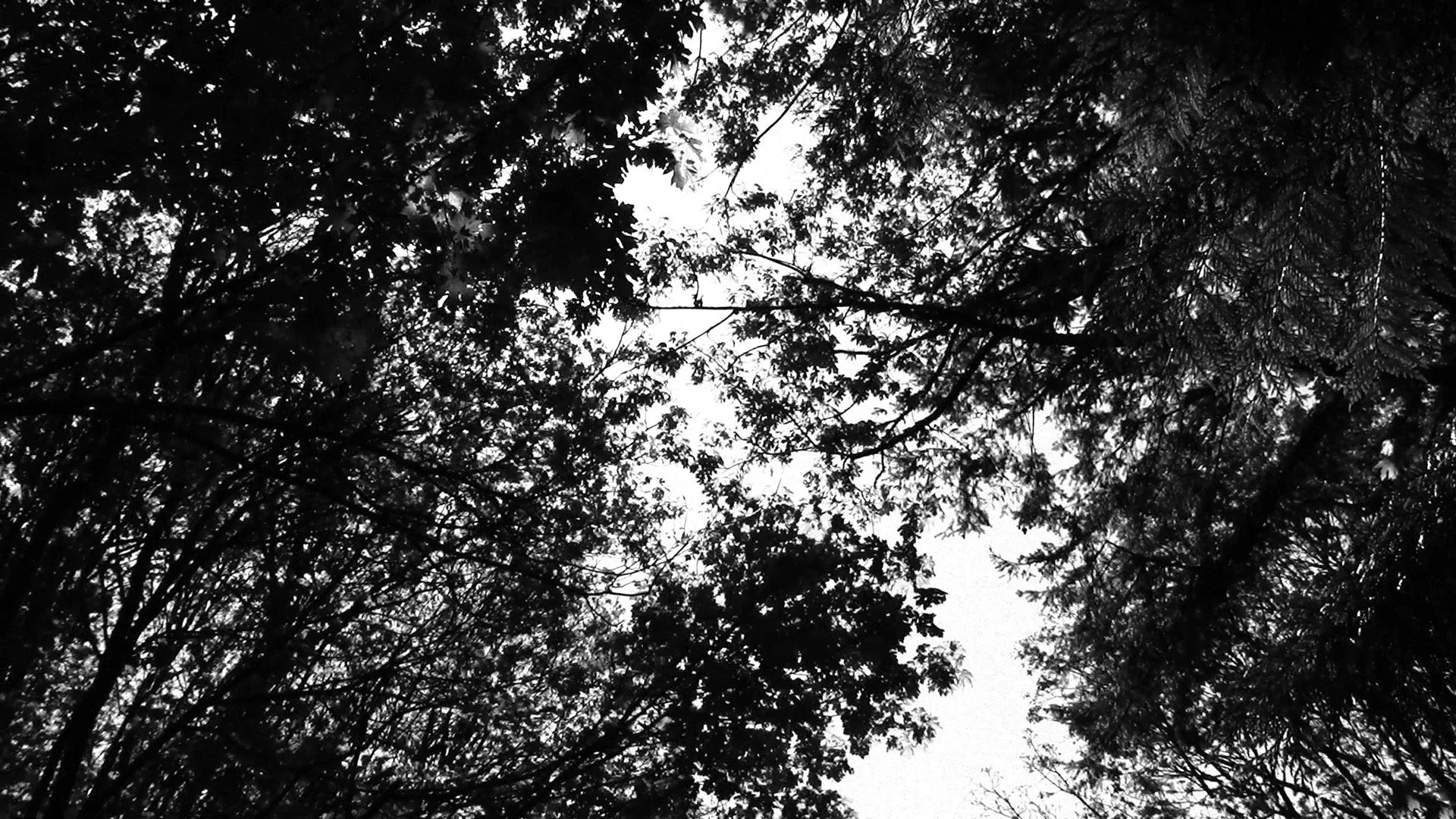 05 29 25 discovery park 6.jpg